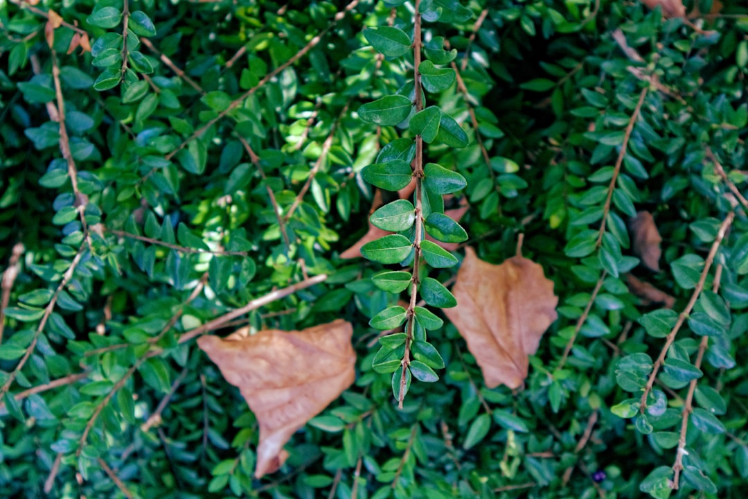 Photo Evergreen shrub